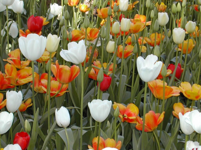 Araluen Tulips