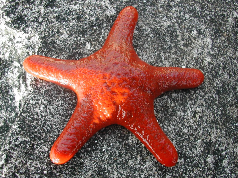 Big Starfish