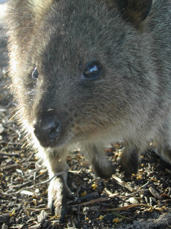 Quokkas