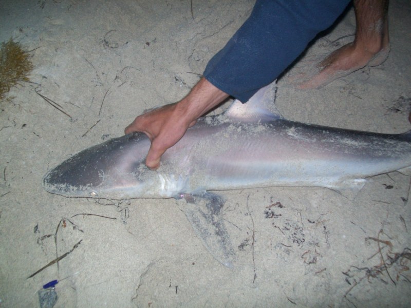 Catching a Shark