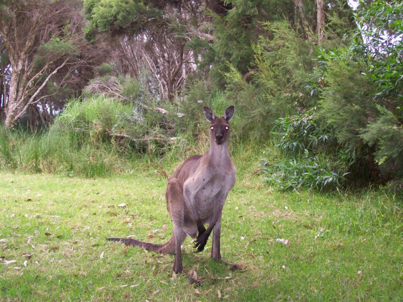 Kangaroos in Australia