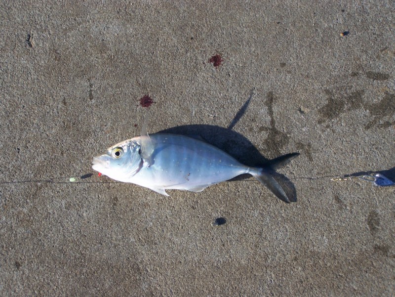 Fishing for Skippy