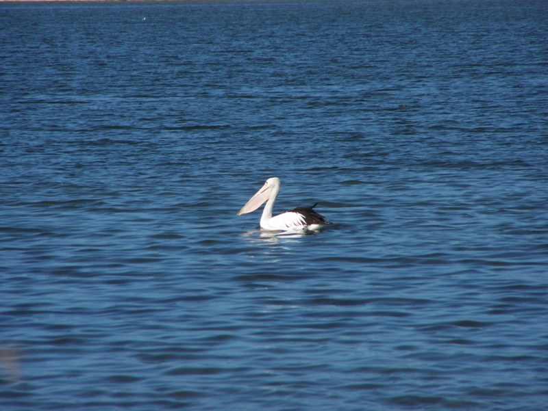 Pelican