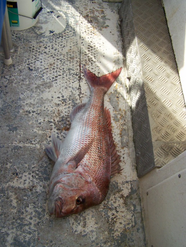 Pink Snapper Fishing