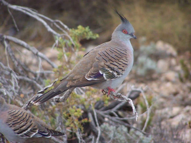 Birds in Australia