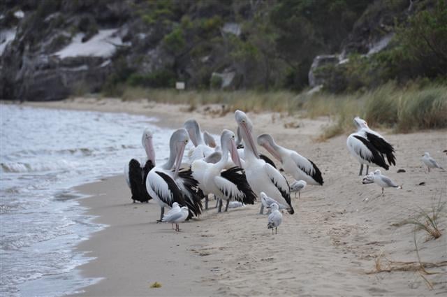Friendly Pelicans at Walpole