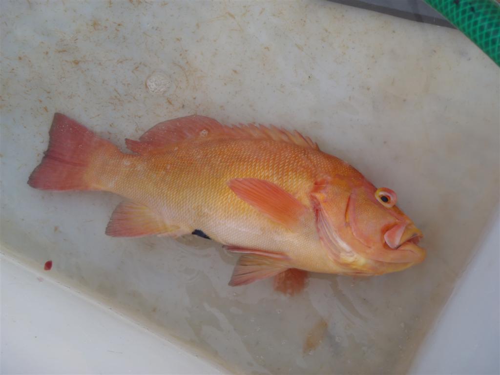 A Nice Trout at Kalbarri