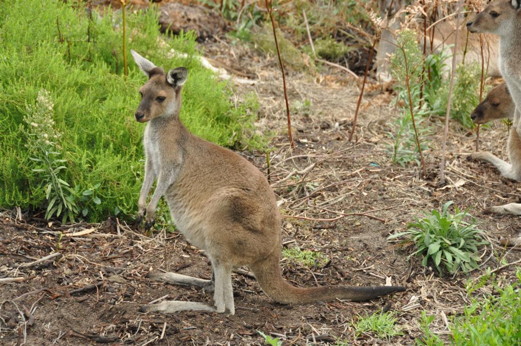 Shy Kangaroos