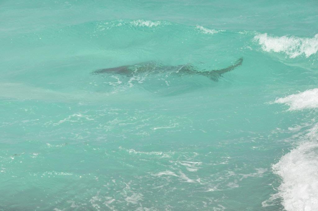 A Friendly Shark in Esperance