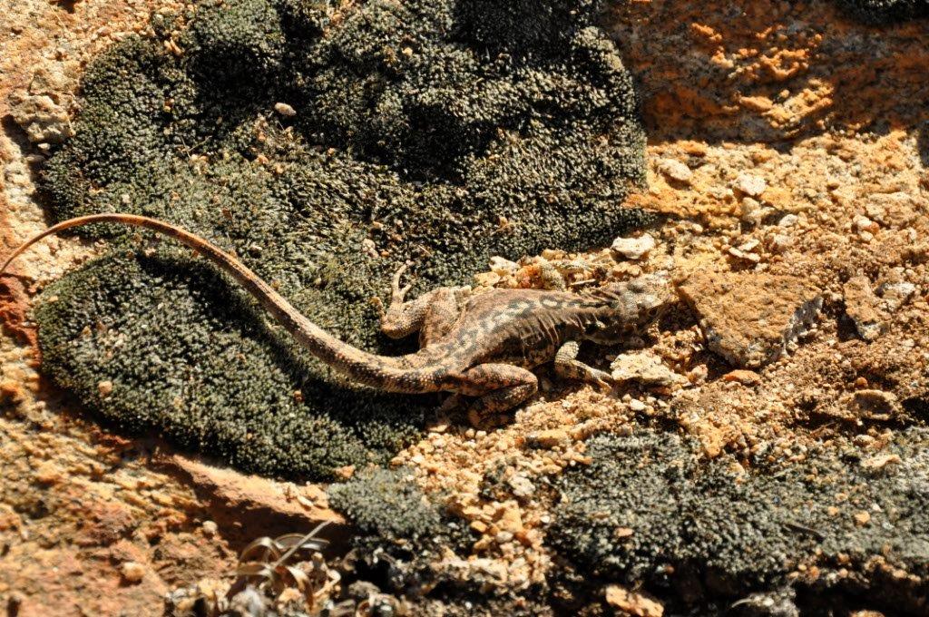 A Lizard on the Rocks