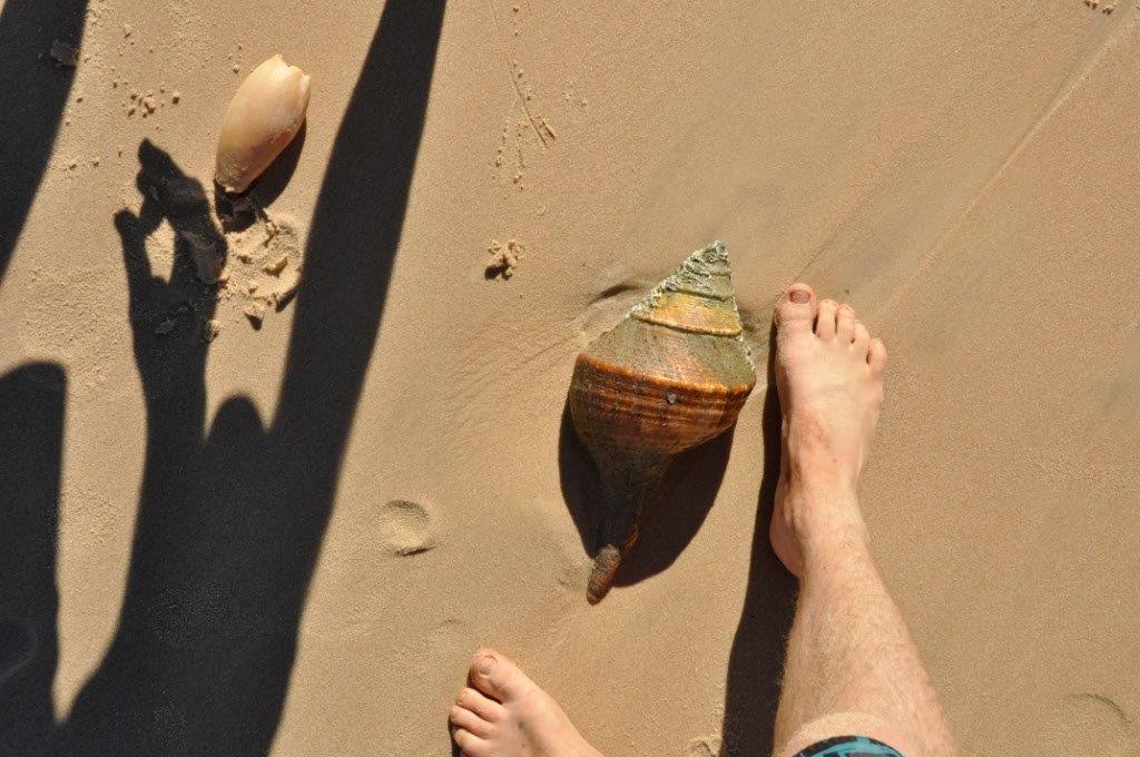 A Massive Shell at Shark Bay