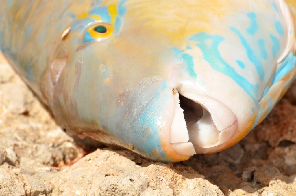 A Parrot Fish at Gnaraloo