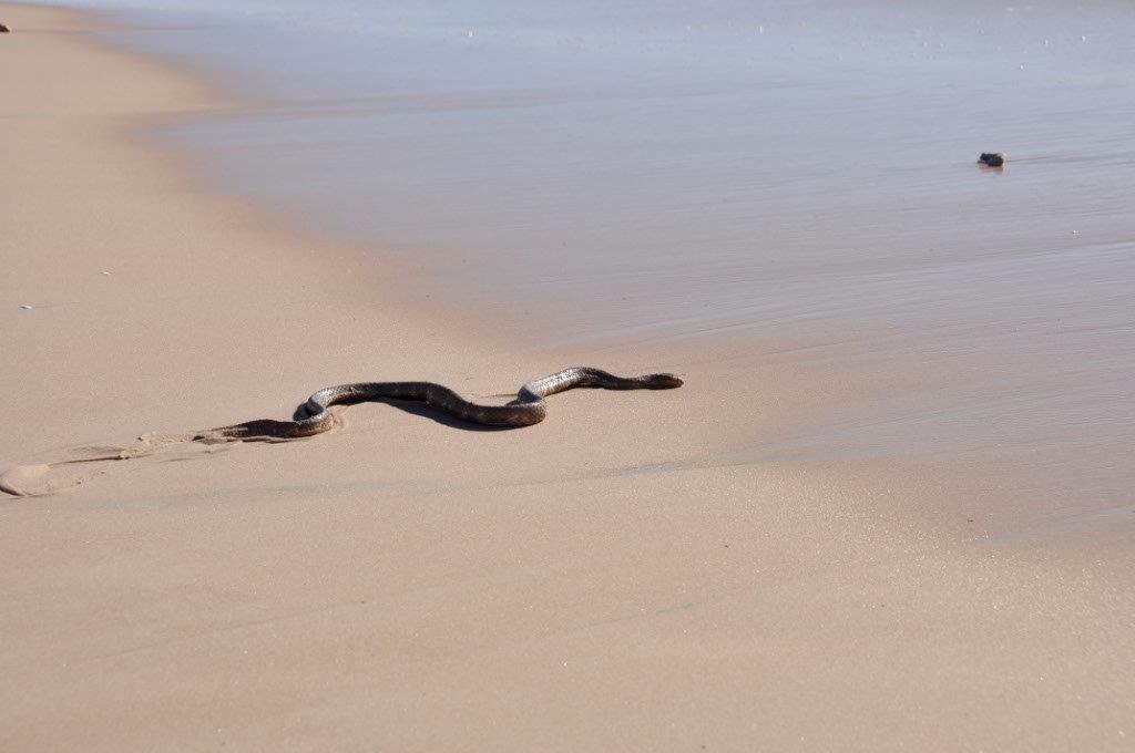 A Sea Snake at Denham