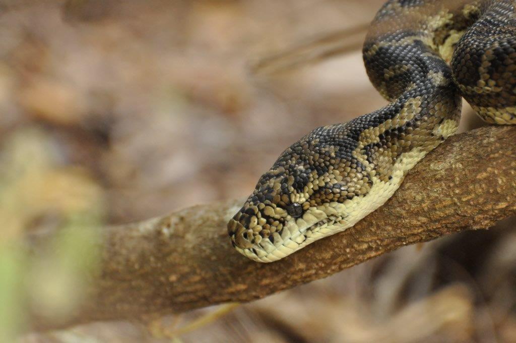 A Snake in Albany