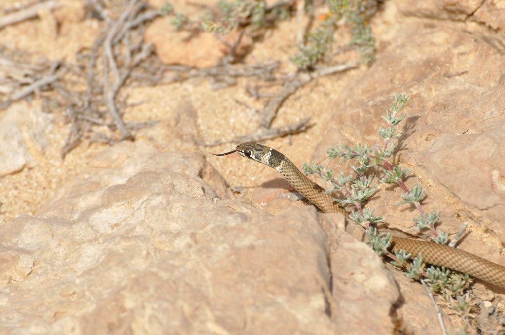 A Snake we Found