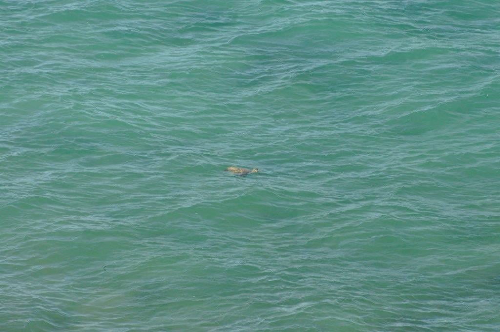A Turtle at Cape Peron