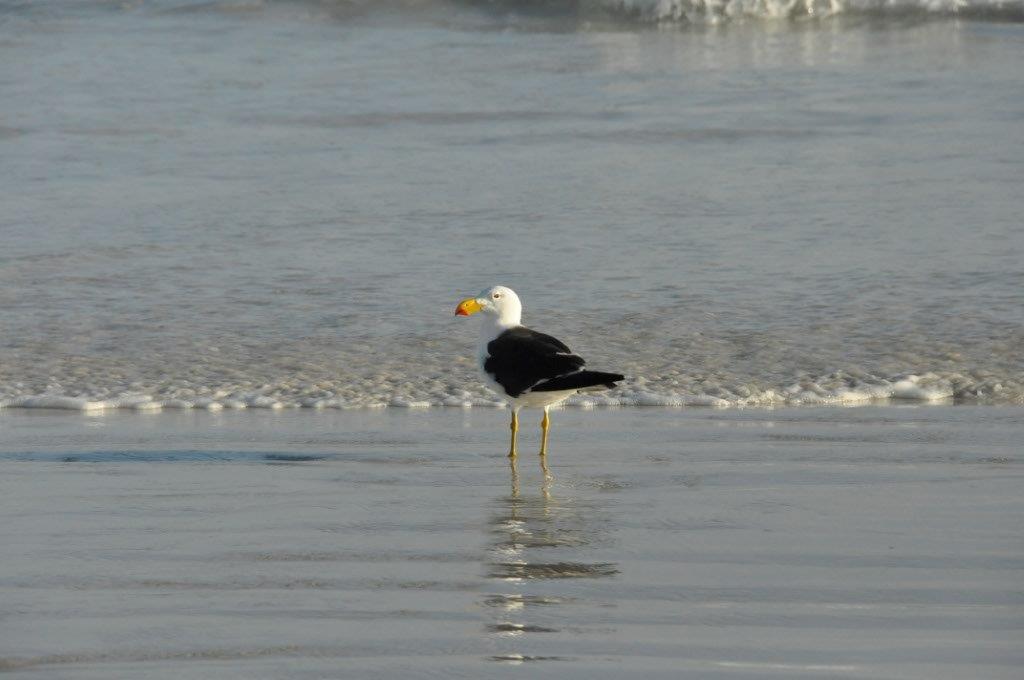 Big Birds on the Beach