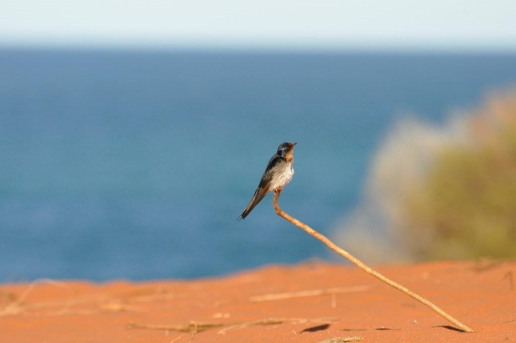 Birds at Denham