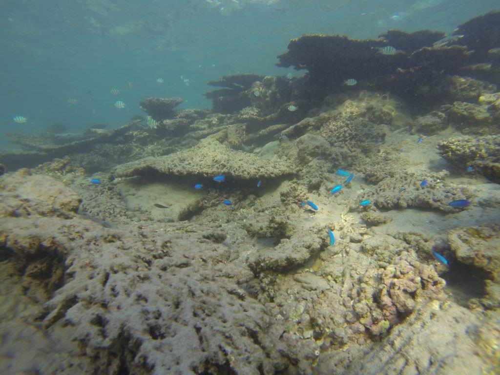 Diving at Gnaraloo Station