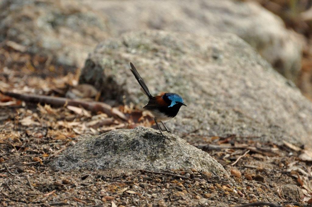 Fairy Wren in Albany