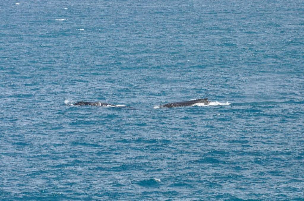 Gnaraloo Whale Splash
