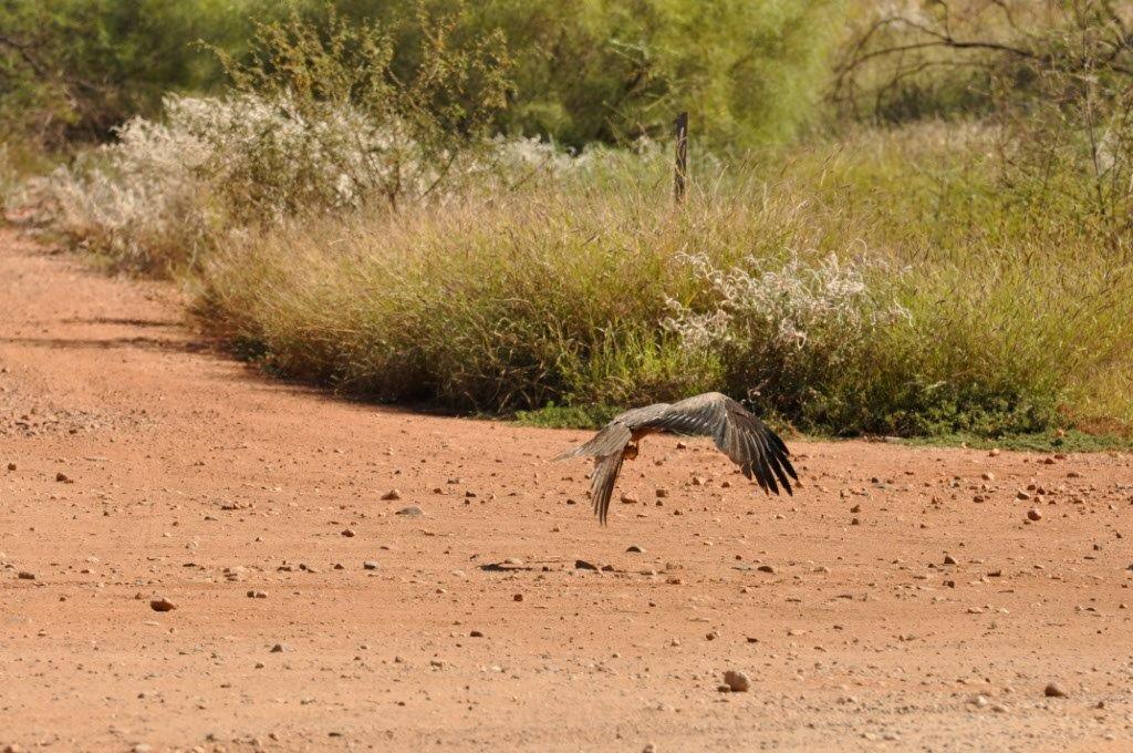 Hungry Eagle up North