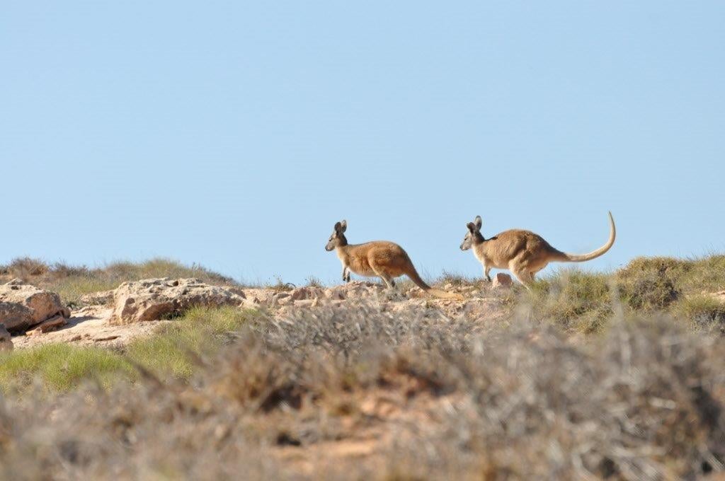 Kangaroos at Gnaraloo
