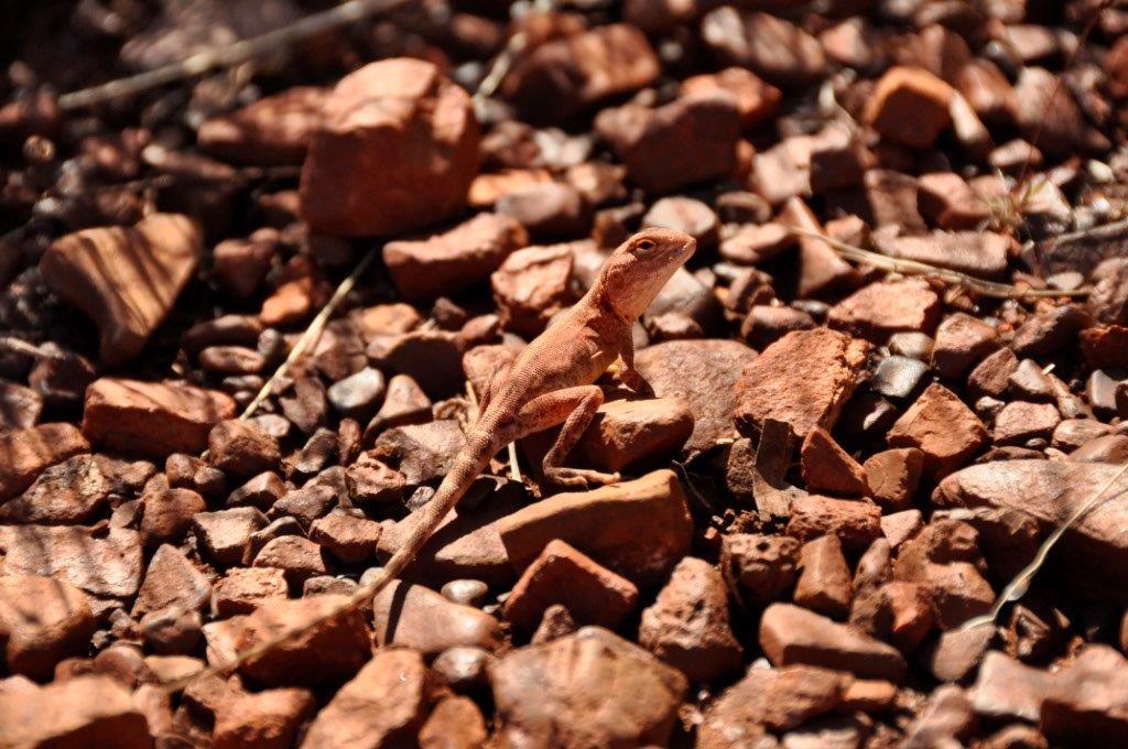 Karijini Lizard