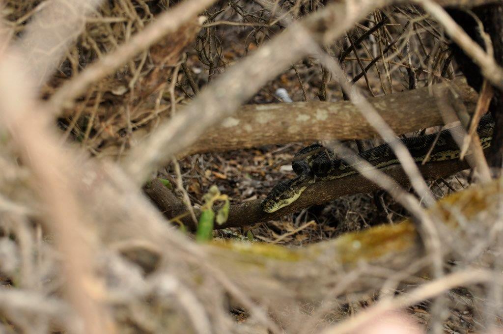 Look Closely for the Snake