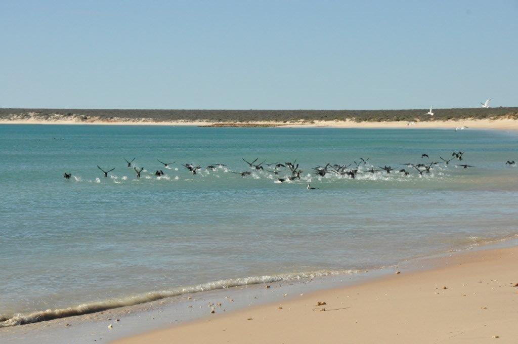 Plenty of Birds at Shark Bay
