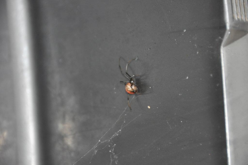 Red Back in Our Wash up Container