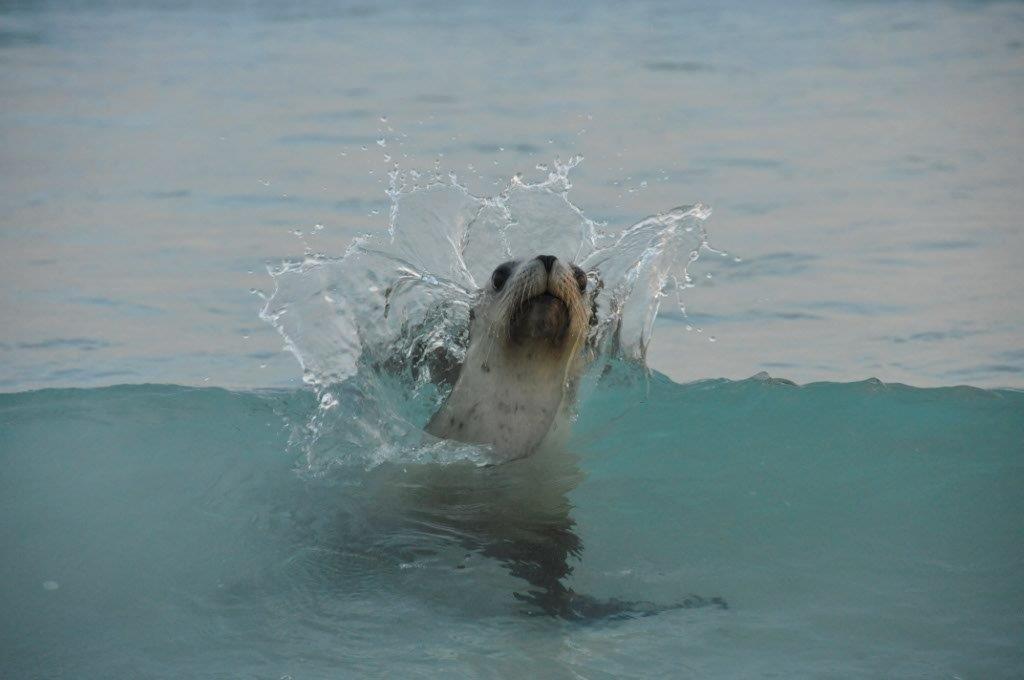 Seal Fun at Esperance