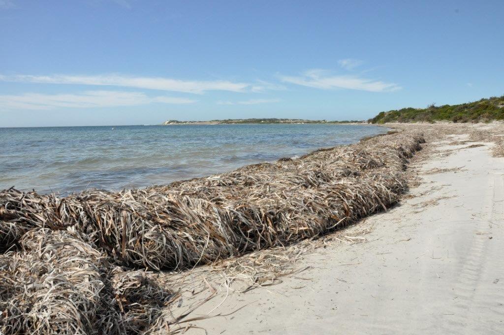 Seaweed at Israelite Bay
