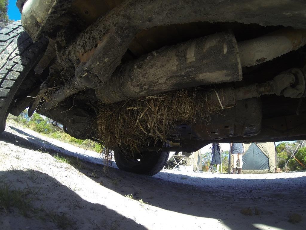 Seaweed on the Tailshaft