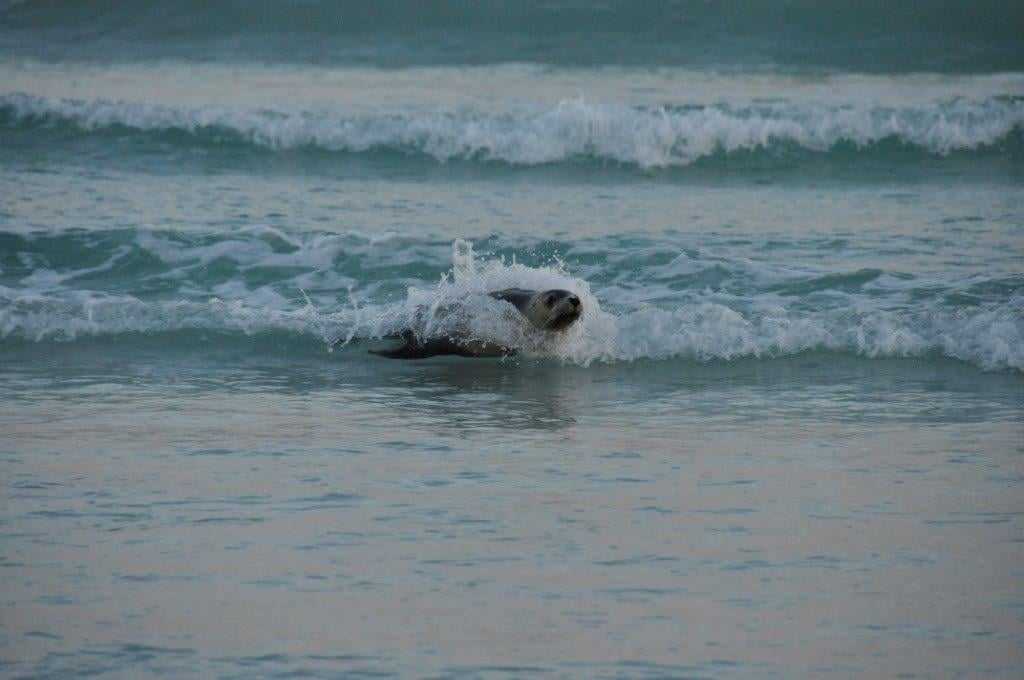 Surfing Seal