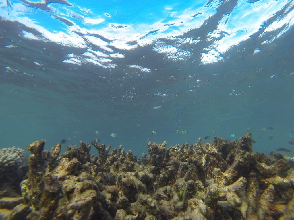 Swimming with Fish at Gnaraloo