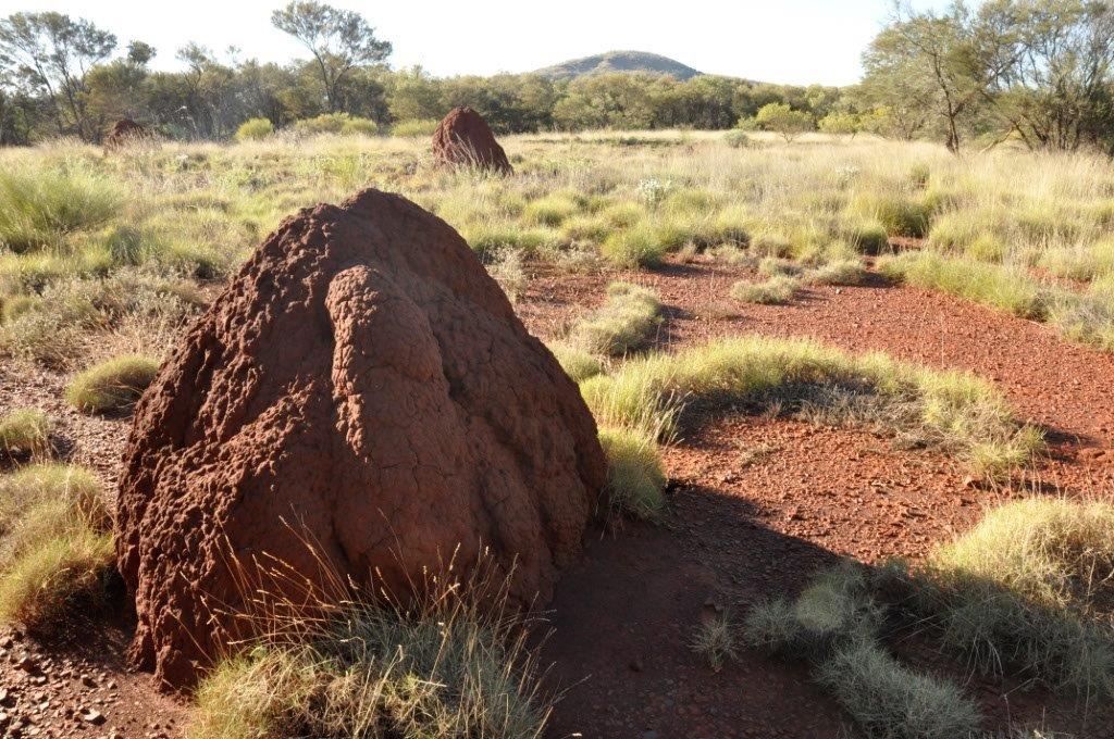 Termite Mound in Karijini