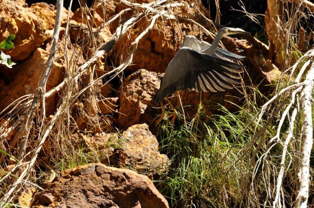 The Local Gorge Bird