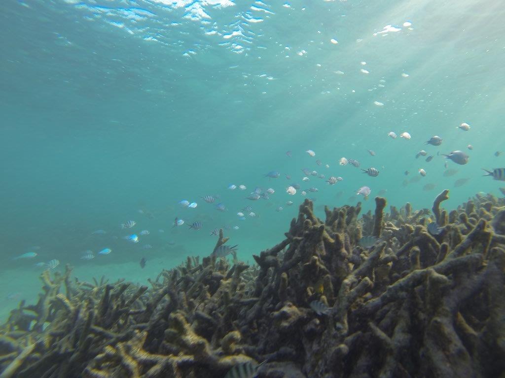 Underwater at Gnaraloo