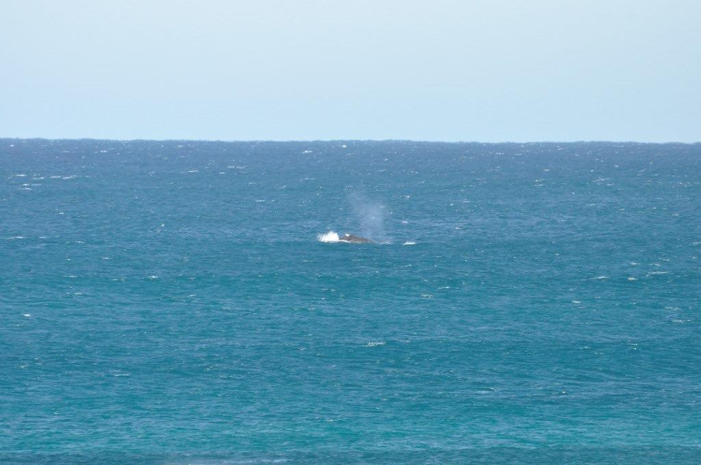 Whales at Gnaraloo