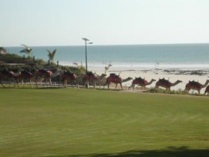 Camel Tours on Cable Beach at Broome Cable Beach in Broome