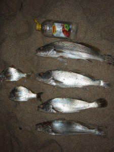 Mulloway caught at Kalbarri A good feed at Wagoe, Kalbarri