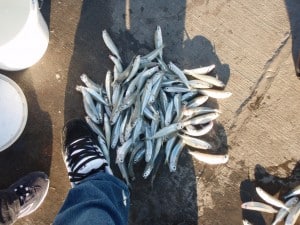 Bait from the Lancelin Jetty Catching Bait for real fish!