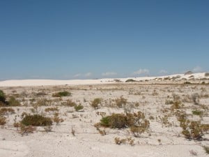 Sandy Cape Dunes Sandy Cape Dunes