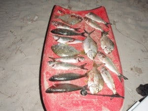 A nights catch at Sandy Cape A nights catch