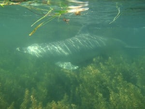A Dolphin at Point Peron A friendly Dolphin