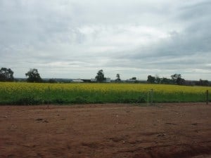 Canola Crop near Wave Rock Canola Crop on the way