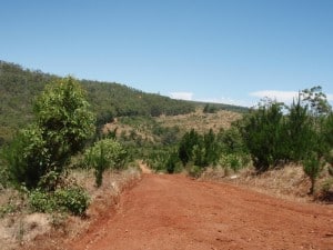 Typical Western Australian Bush at Brunswick Junction Typical WA Bushland