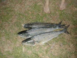 A few big salmon caught at Peaceful Bay 3 salmon we caught off the beach