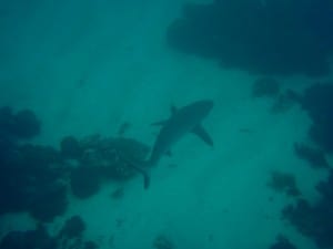 Swimming with the sharks at Coral Bay A small reef shark
